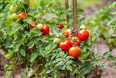 Tomato Crop